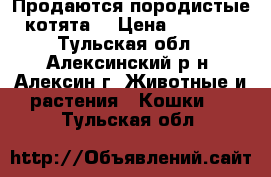 Продаются породистые котята. › Цена ­ 2 000 - Тульская обл., Алексинский р-н, Алексин г. Животные и растения » Кошки   . Тульская обл.